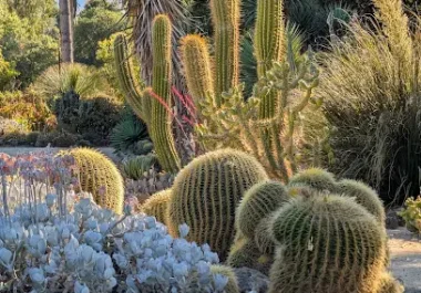 Arizona Garden