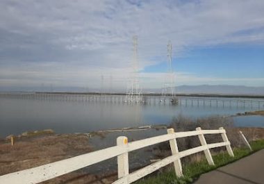 Skimmers at Shoreline (1)